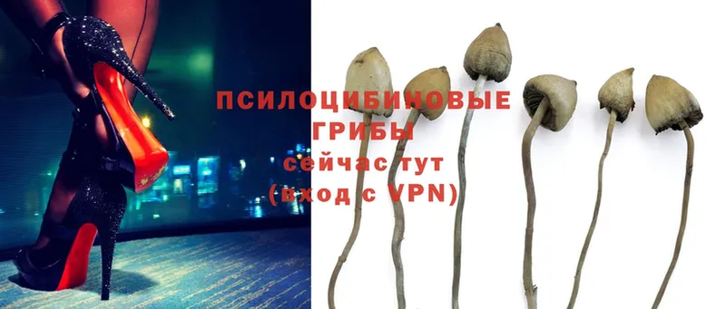 купить наркоту  Унеча  Галлюциногенные грибы Psilocybe 